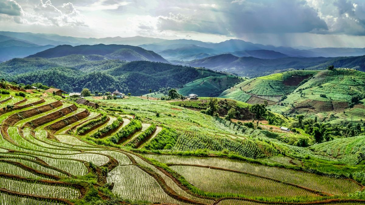 Thailand Agriculture: A Comprehensive Guide to One of Asia’s Most Vital Industries 5 thailand agriculture